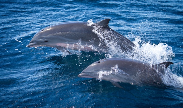 A la rencontre des dauphins et cétacés