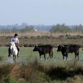activite-journee-camarguaise-2